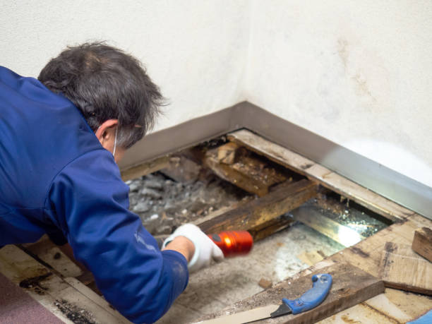Best Attic Mold Remediation in Fredonia, WI