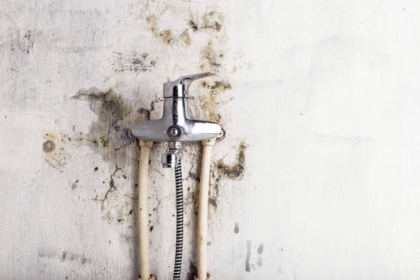 Best Black Mold Remediation in Fredonia, WI