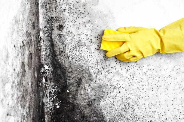 Fredonia, WI Mold Remediation Company