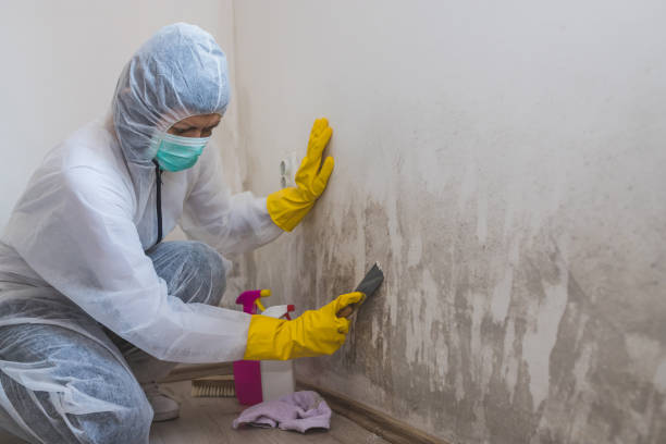 Best DIY Mold Remediation Support Services in Fredonia, WI