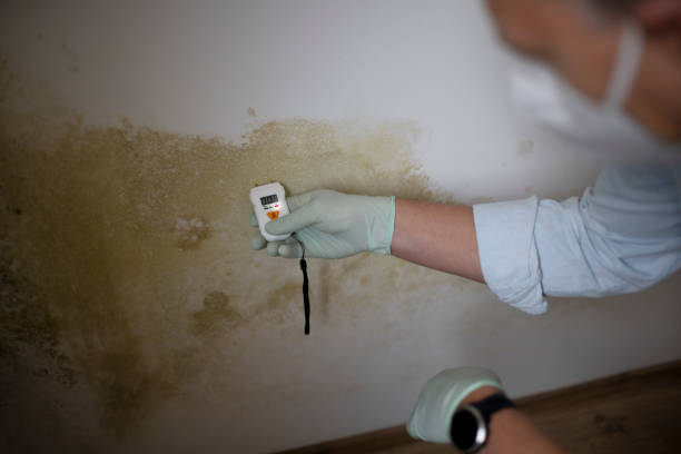 Best Insurance-Related Mold Remediation in Fredonia, WI