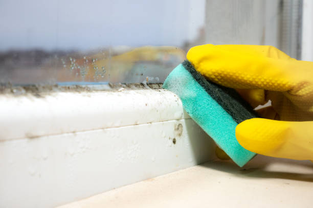 Best Commercial Mold Remediation in Fredonia, WI