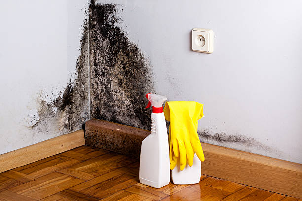 Best Industrial Mold Remediation in Fredonia, WI