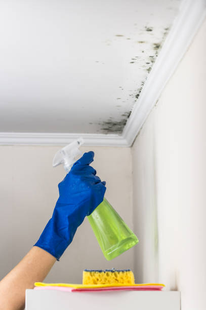Best HVAC Mold Remediation in Fredonia, WI