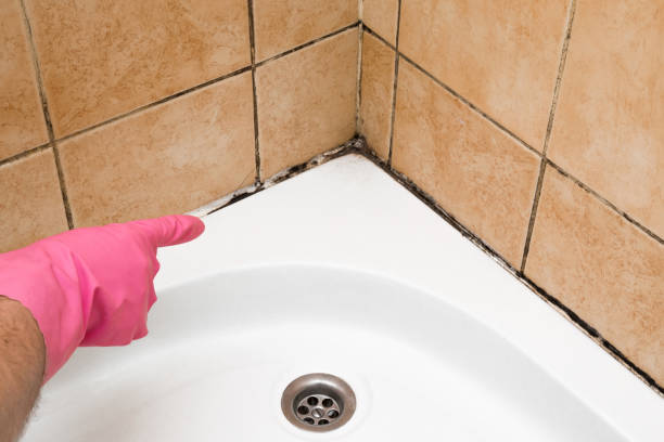 Best Residential Mold Remediation in Fredonia, WI