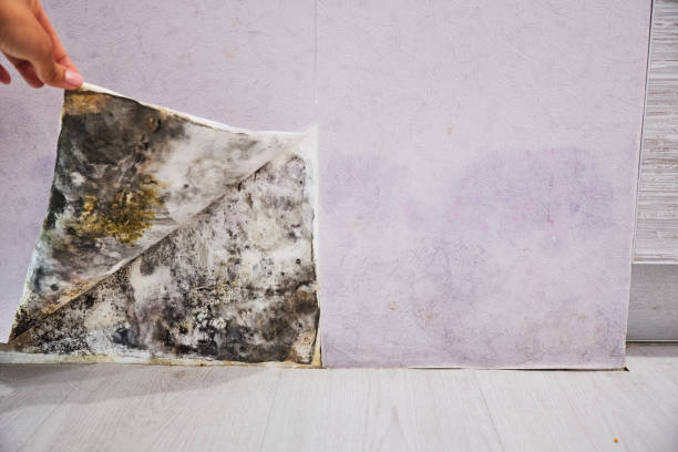 Best Health and Safety Mold Remediation in Fredonia, WI